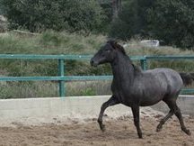POTRO PURA RAZA ESPAÑOLA EN VENTA