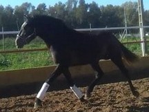 CABALLO ESPECTACULAR DE HIERRO PRESTIGIOSO