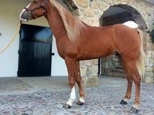 Vendo caballo árabe con carácter excepcional