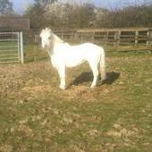 VENTA PONI ONLINE