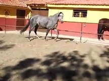 VENTA DE YEGUA PRE 6 AÑOS