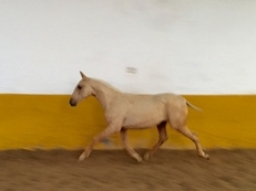 POTRO PALOMINO PRE