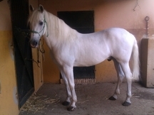 se vende caballo español