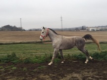 Caballo pura raza arabe