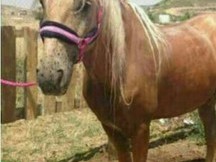 LUSITANO YEGUADA LA PERLA