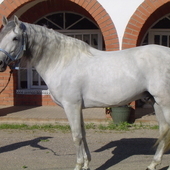 CABALLOS P.R.E. SUPER DOMADO