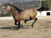 Potro PRE -Bayo-