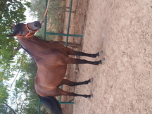 CABALLO PRE CASTRADO