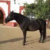 CABALLO PURA RAZA ESPAÑOL