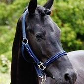 Elegante pony C negro Doma Clásica