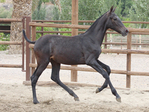 Venta de Potra PRE. Oliva Dimoba
