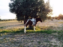CHEROKEE, JACA CUATRALBA PIA