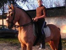 ORDOÑEZ, LUSITANO BAYO