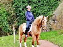 Caballo perla 6 años