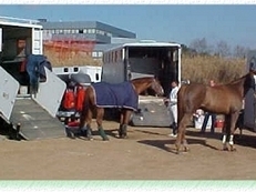 Transporte de caballos