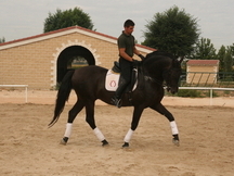 BANDOLERO CXIV- P.R.E. NEGRO