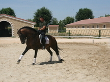CABALLO P.R.E. NIVEL SAN JORGE
