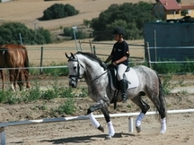 Caballo PRE Domado