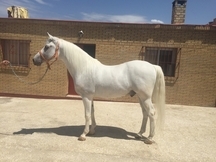 Se vende hispano-árabe