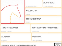 Potro palomino español puro con papeles