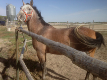 Caballo pre de 5 años