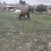 potro de calidad