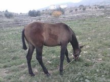potro de calidad