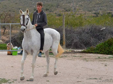 Yegua de mezcla española