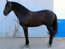 SEMENTAL NEGRO DE 5 AÑOS