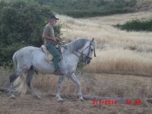 vendo caballo pura raza español