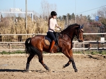 caballo cde 11 años