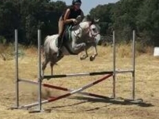 Pony D salto