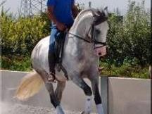 excepcional castrado andaluz