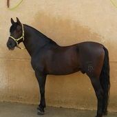 se vende caballo P.R.E. hijo de ATIZA