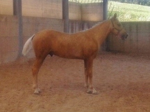 Se vende potro perla de un año.