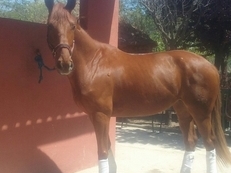 yegua para cria 