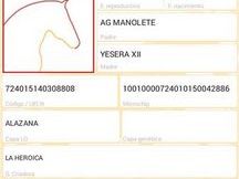 potro palomino pre una pieza única 