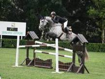 Caballo Salto 1,40