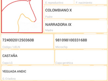 Caballo de pura raza española