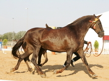 lote de yeguas alazanas