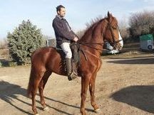 CABALLO PRE 4 AÑOS
