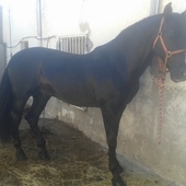 Semental Granda y Martinez Boloix