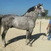 CABALLO MUY MUY BARROCO