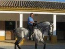 CABALLO MUY MUY BARROCO