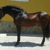 CABALLO ESCALERA HIJO DE SELECTO