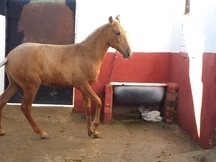 palomino autentico pre papel en regla 