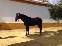 Caballo pre negro careto tresalbo