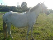 Yegua y Potro PRE
