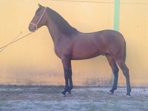 Potro castaño 30 meses