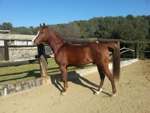 ESPECTACULAR CABALLO ÁRABE
